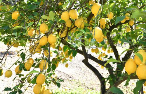 Villa Kavalino - Foto 30