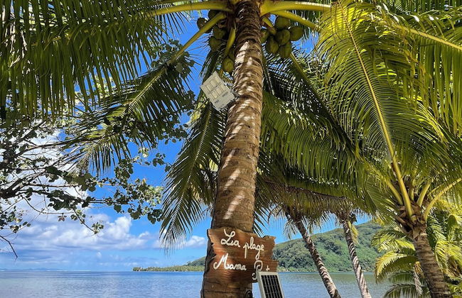 Fare Mama Rota - Photo 36