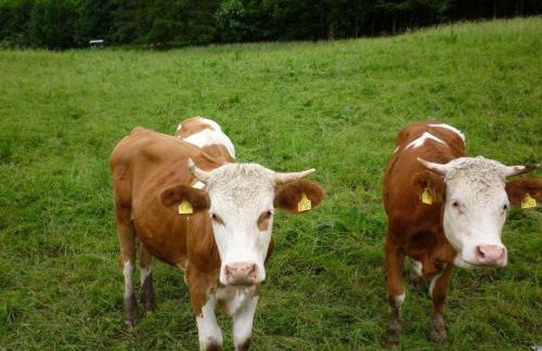 Maurerhof inkl. Chiemgaukarte - Photo 6