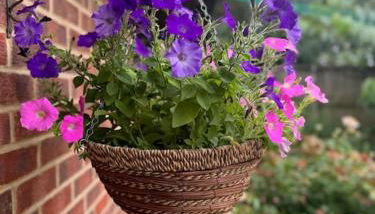 Garden flat in London - Foto 3, Garden