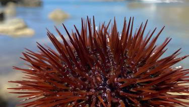 Appartamento Turistico L'ulivo - Foto 3