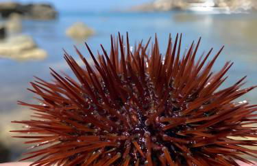 Appartamento Turistico L'ulivo - Foto 3