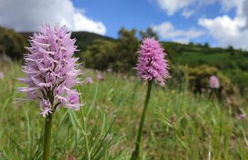 Ollar do Cido - Foto 29