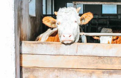 Bauernhof Nißl - Foto 37