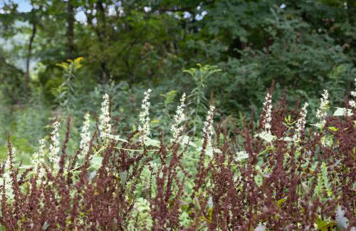 Riverside Tiny House with hot tub near Stowe - Foto 31