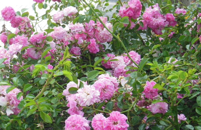 Aborigen Bimbache Casa Rural - Foto 9