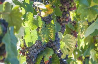 Solar Alegria - Foto 32