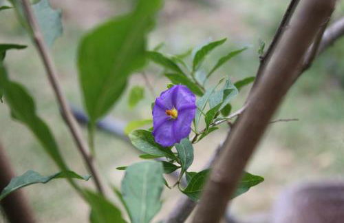 Quinta do Casal da Bica - Foto 34