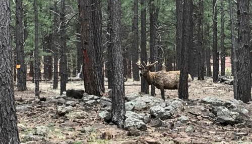 Grand Canyon Cottage at Historic Wrigley Ranch with Horseback Riding & Hiking - Foto 3
