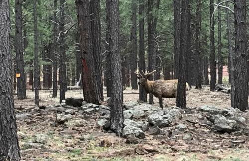Grand Canyon Cottage at Historic Wrigley Ranch with Horseback Riding & Hiking - Foto 3