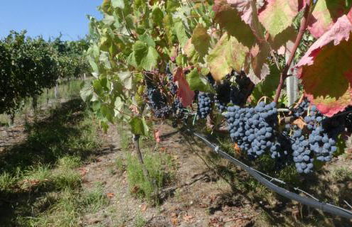 Devagar & Devagarinho - Foto 26