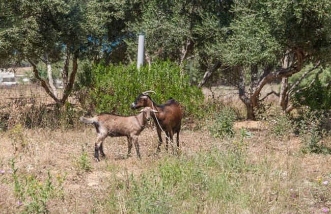 Olive Tree Farm - Foto 31