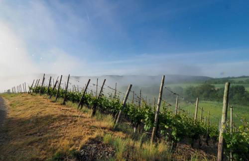 Ferienwohnung RheinSpaziert - Foto 36
