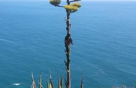 Casa a picco sul mare 5 terre - Foto 33