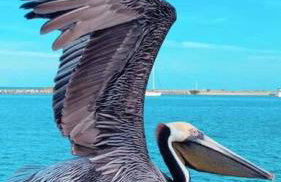 Wine-Dine-Sunshine Cozy Flat in The Heart of DTSP - Foto 31