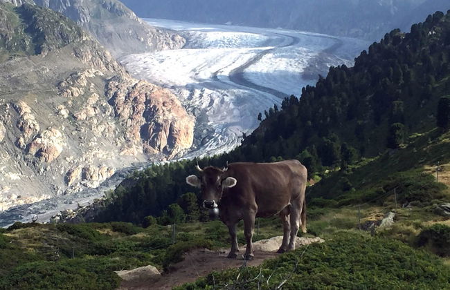 Amici 1. OG West - Foto 4