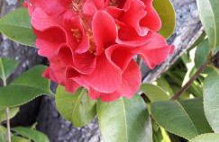 Quinta das Camélias - Açores - Photo 35