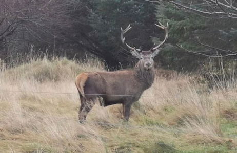 Immaculate Cabin 5 Mins to Inverness Dogs Welcome - Photo 14