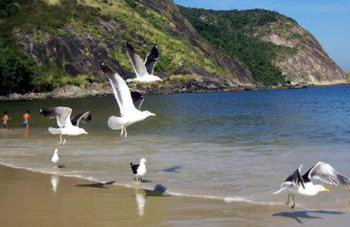 Paraíso de Itaipu - Foto 1