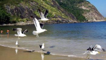 Paraíso de Itaipu - Foto 1