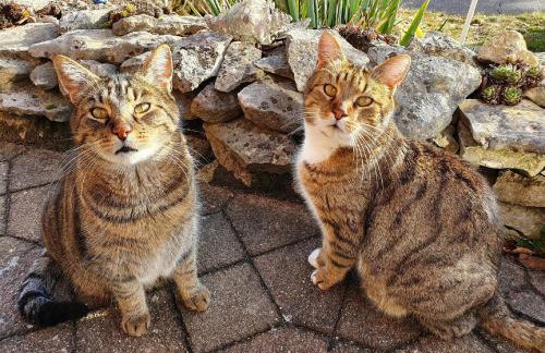 Rennerhof-Siebeneichen Fewo Frechdachs - Foto 9