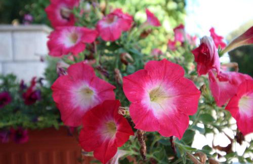 Apartment Ružica - Foto 18