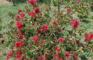 Casa Virginia - Foto 35