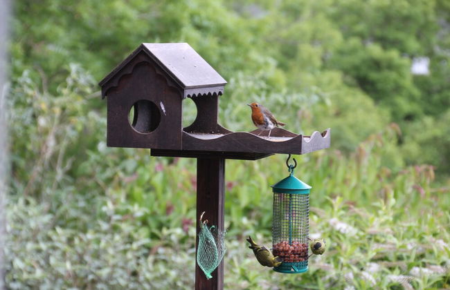 3 bed Seaview Cottage - Foto 10