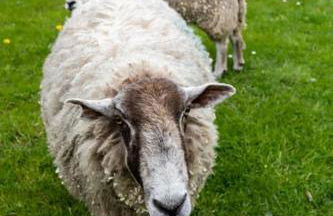 The Croft Holiday Cottage - AA Accredited, Country Cottage - Foto 77