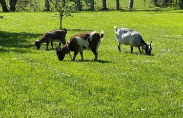 Ferienhof Ostarle - Foto 62