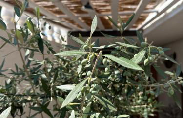 Archontikon 1800 - Photo 25