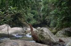 Recanto da Margo 1, casa com acesso a cachoeira - Foto 60