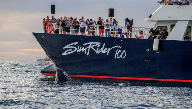 Whale Watching Catamaran Trip - Foto 5