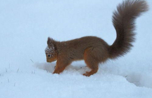 Rosemount Bothy - Highland Cottage - Foto 62