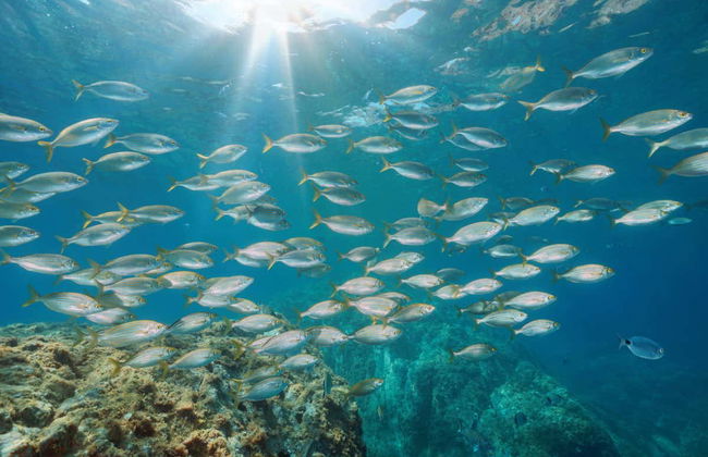 Curso de buceo PADI Open Water - Foto 7