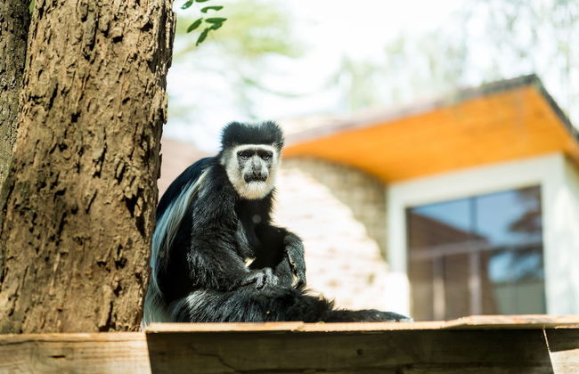 OSOTUA LUXURY RESORT - Foto 8