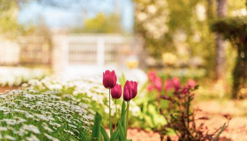 Apartment Villa Olga - Foto 5