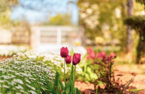 Apartment Villa Olga - Foto 5