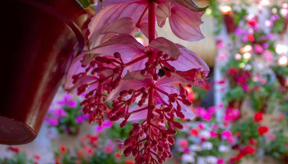 Entrada a los Patios de Córdoba - Foto 1, Entrada a los Patios de Córdoba