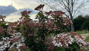 Hort de les Oronetes - Foto 3, Garden