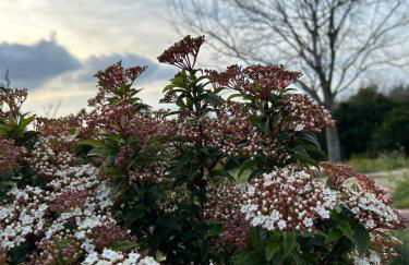 Hort de les Oronetes - Foto 3