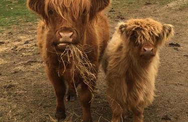 Traditional 2 bed croft - Foto 32