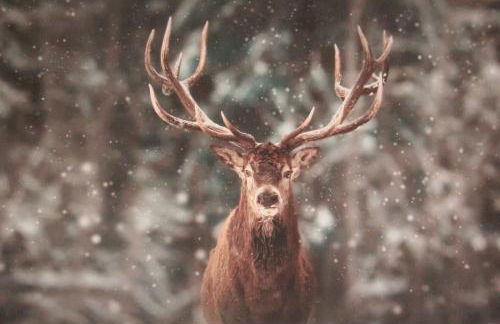 Maison Fosson - Foto 73