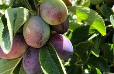 Casa Martins Country Apartment No5 - Foto 19