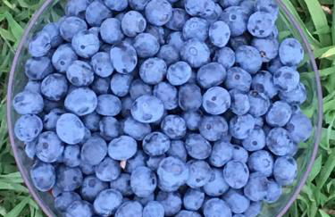 Quinta do Santinho - Foto 8