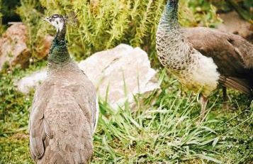 The Artist's Farm - Foto 18