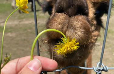 Roscoe Cottage Pet Friendly - Foto 30