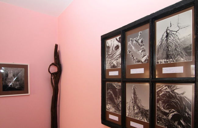 Glamping Virje - Foto 35