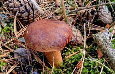 Domek de Janauis - Foto 71