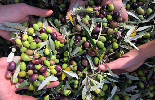 Azienda Agrituristica Il Moraiolo - Photo 37